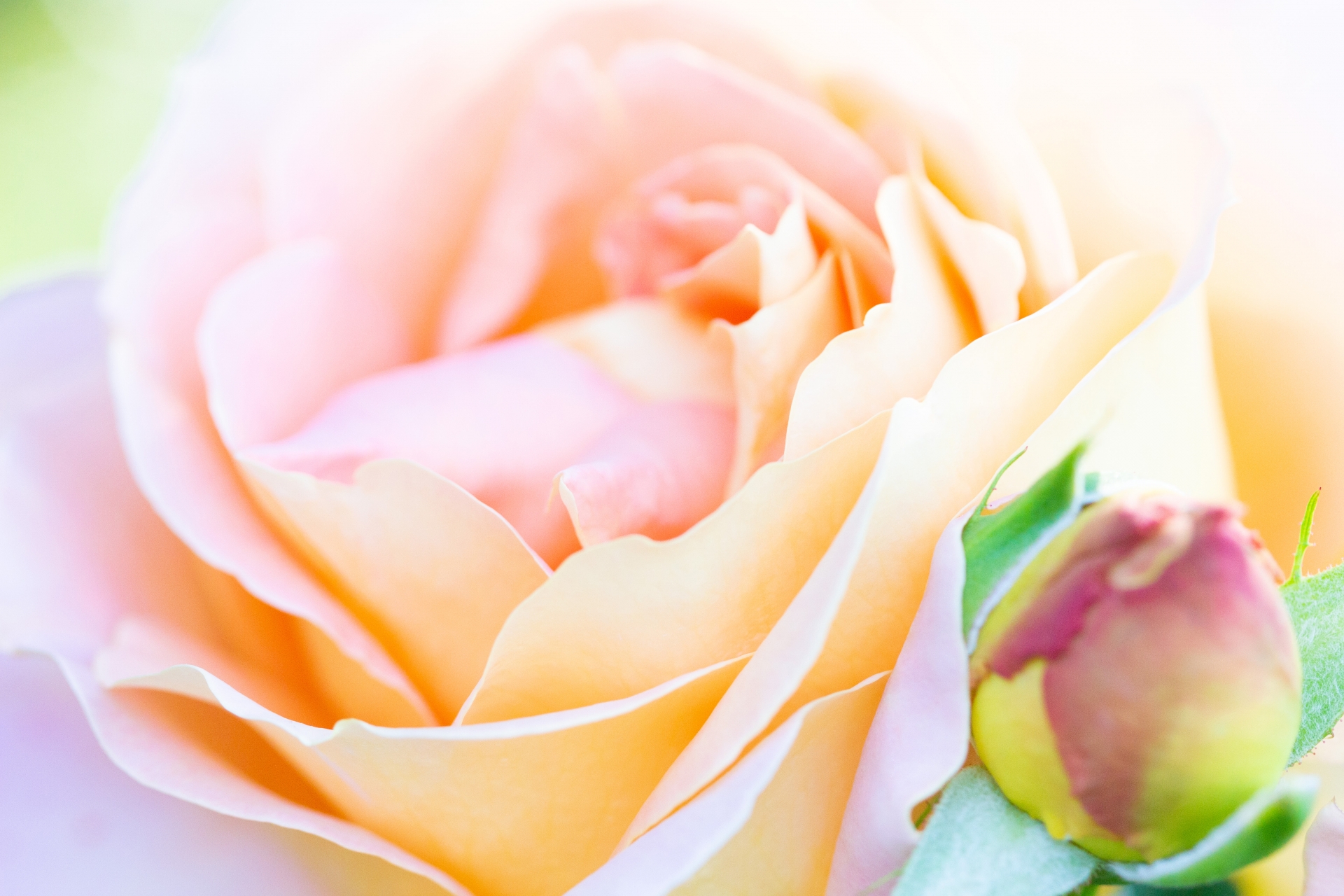 花言葉の意味 バラの花束がピンクの場合の色や本数による違い 生活の緑
