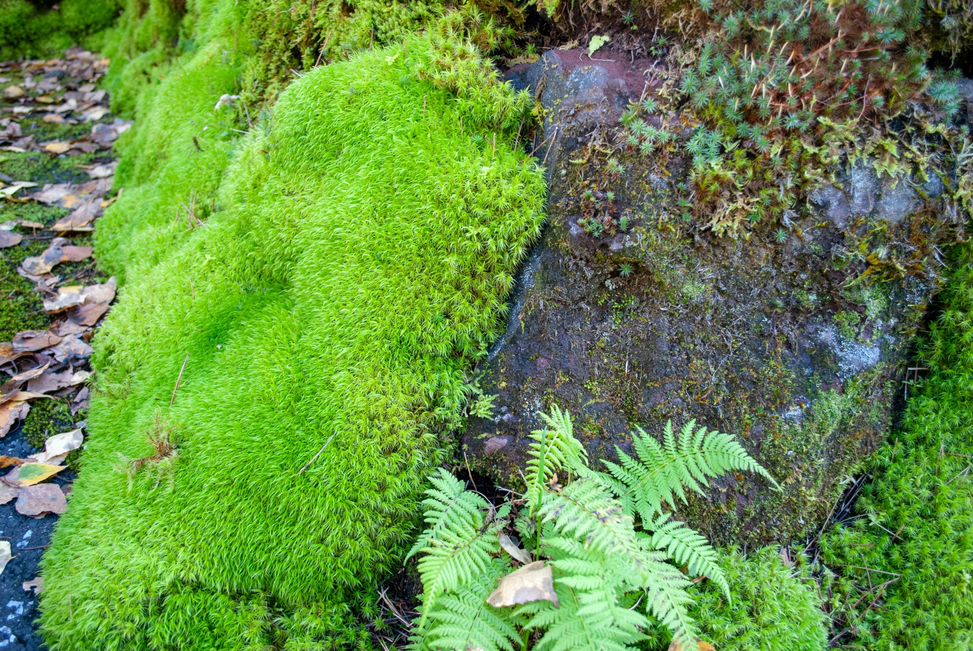 苔テラリウムが人気急増 水槽の種類やおすすめな苔やレイアウト 生活の緑