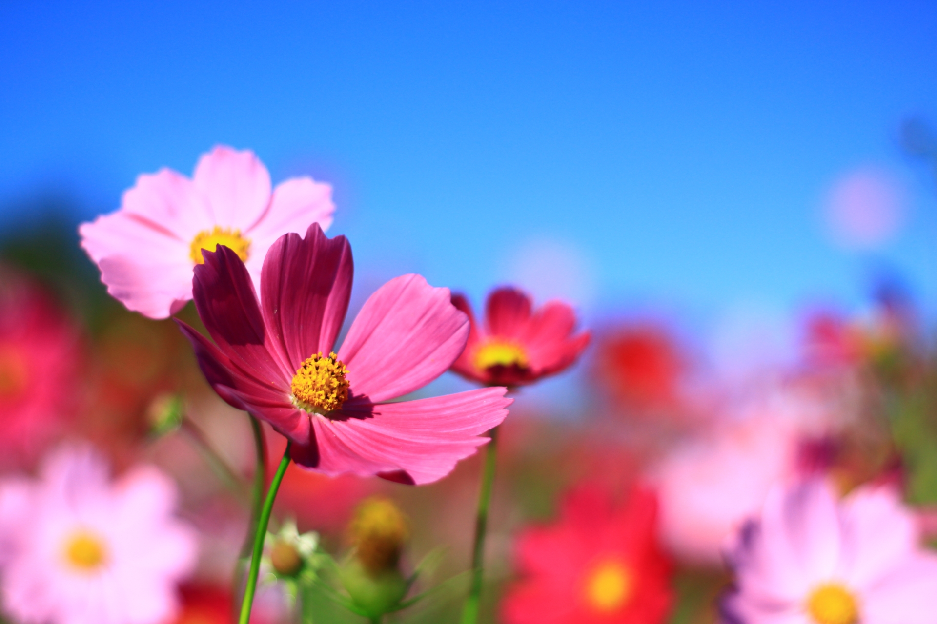 花言葉が希望と夢の花の紹介 応援の気持ちを込めて贈りたい花束 生活の緑