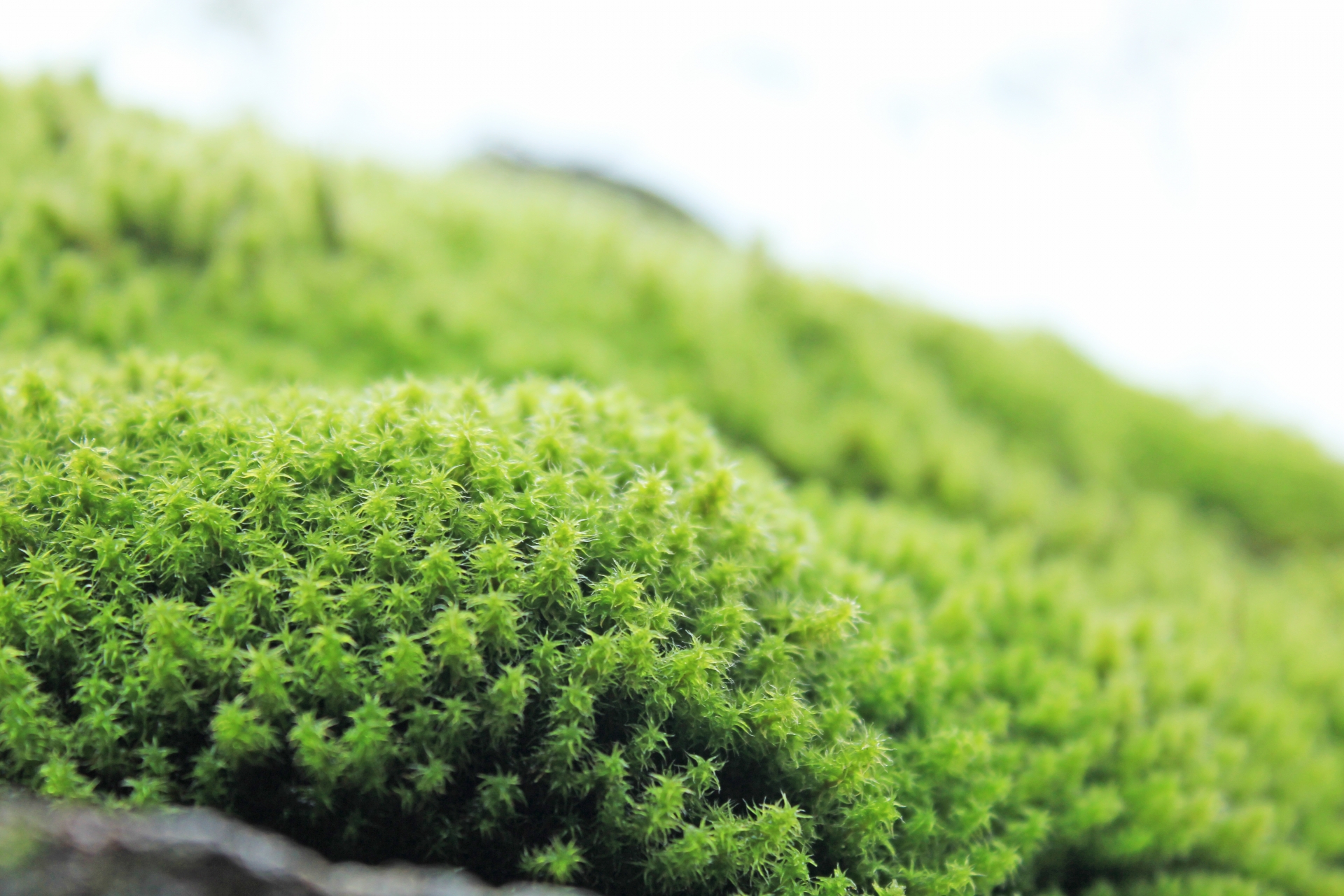 苔テラリウムの材料は100均で買える 魅力と作り方をご紹介 生活の緑