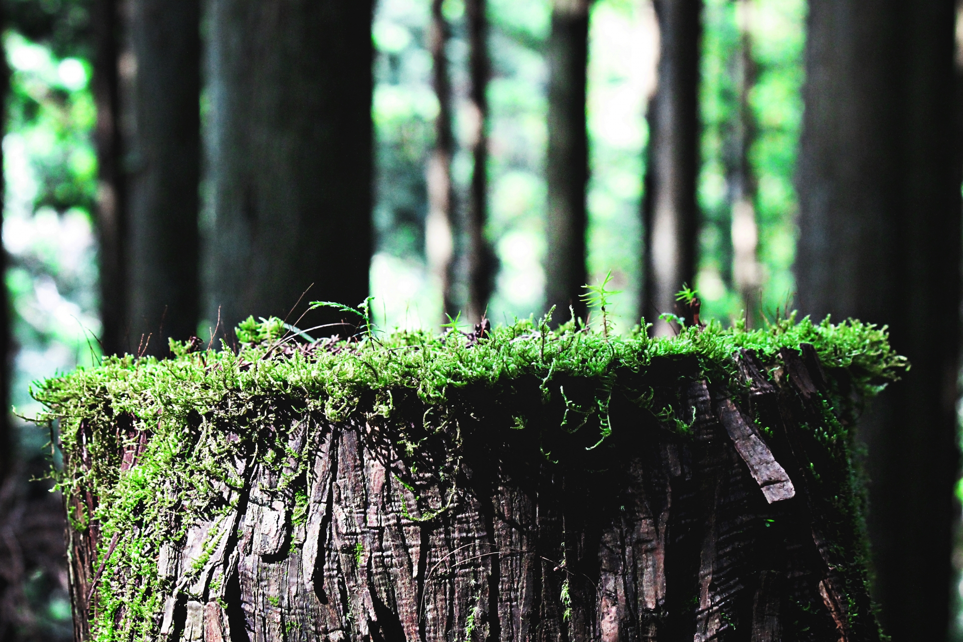 苔の種類や育て方を解説 育てやすい苔とその特徴とは 生活の緑