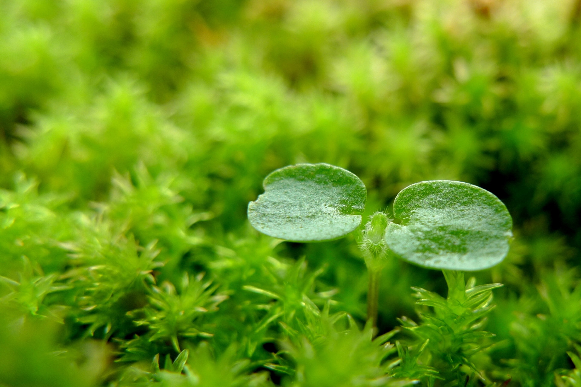 苔の栽培の土でおすすめな土と基本の配合の割合 苔別の配合も 生活の緑