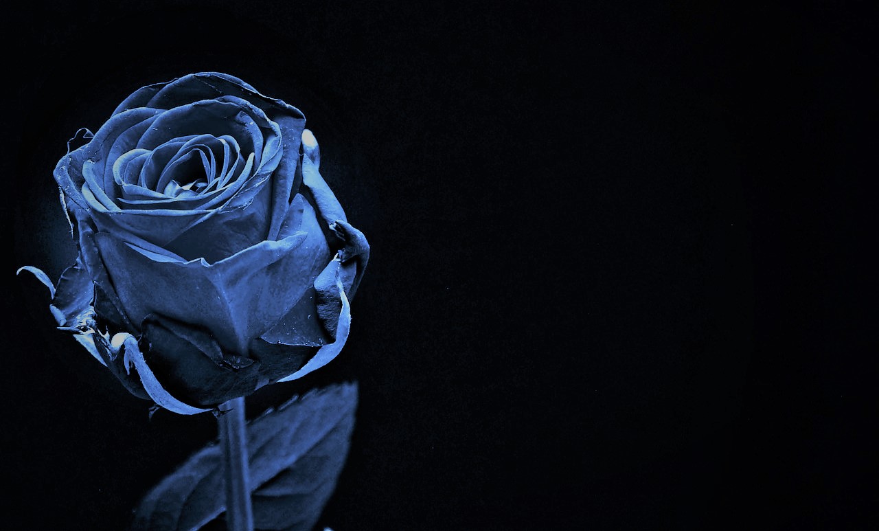 薔薇 言葉 青い 花