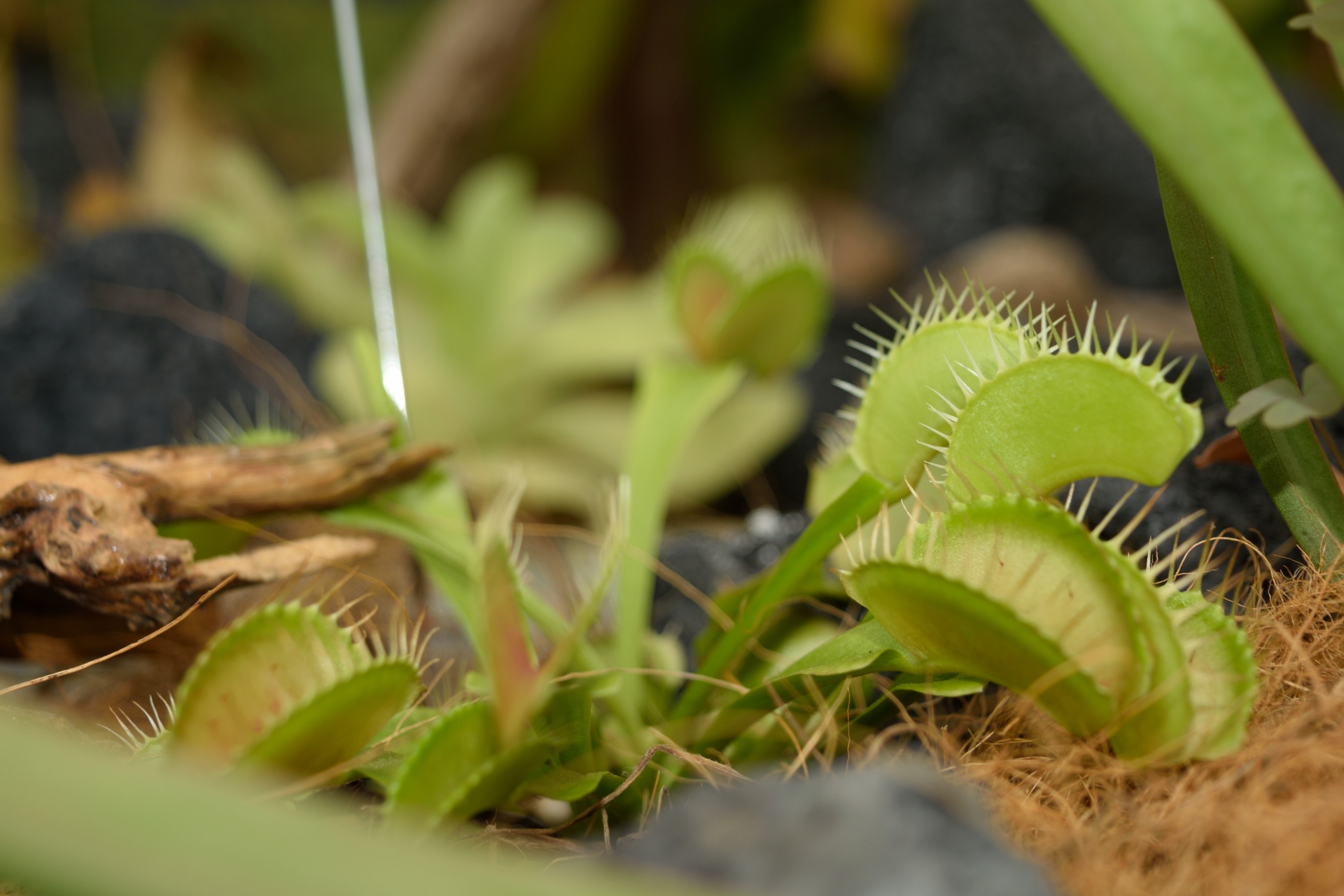 観葉植物の虫の正体は 白いコナカイガラムシの駆除 予防方法 生活の緑