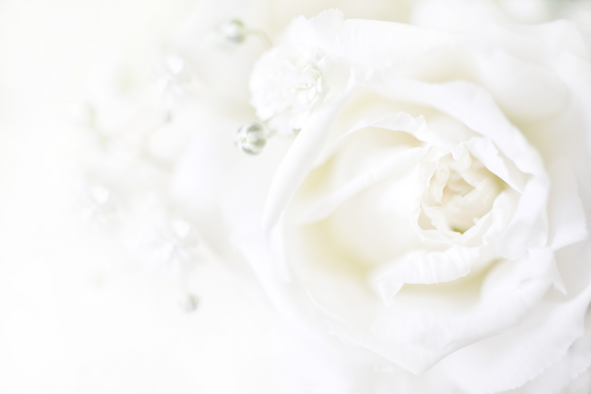 白い バラ 花 言葉 白い花図鑑 人気の種類 品種を 季節ごとに分けてご紹介します Greensnap グリーンスナップ Ofertadalu Com Br