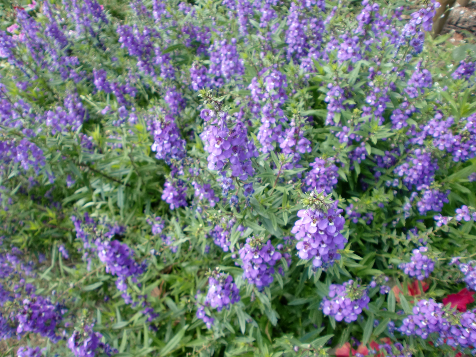 花言葉で伝えたい 別れやさよならを連想させる花の種類を紹介 生活の緑