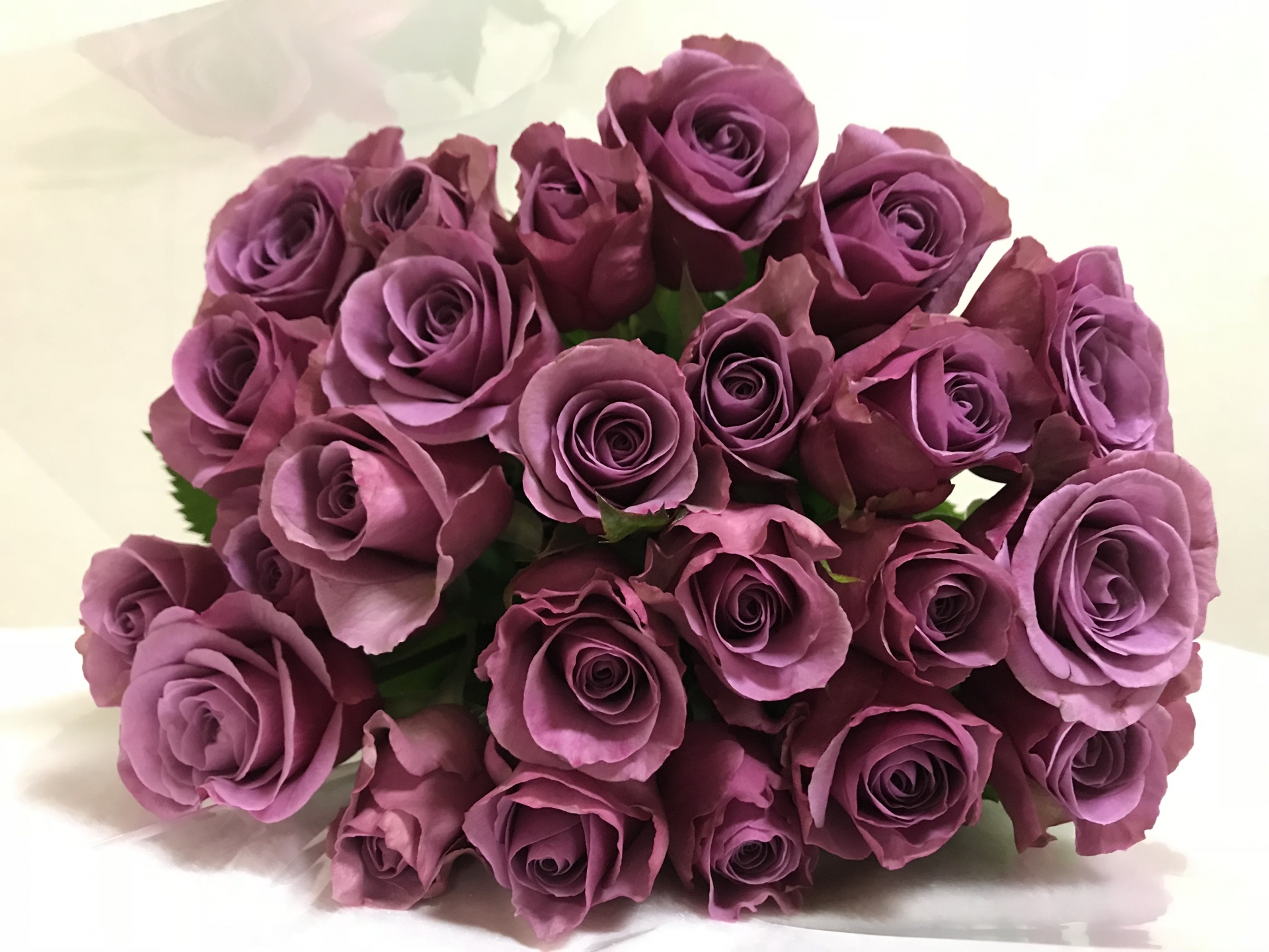 花言葉の意味を知りたい バラの花言葉 紫のバラを解説 生活の緑