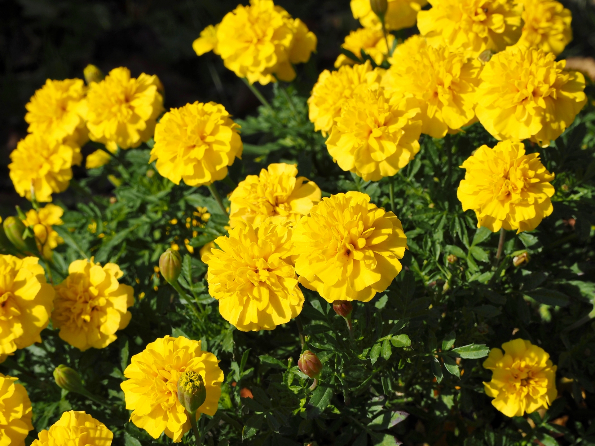 花言葉が 感謝 という意味の春の花や贈り方のポイントを紹介 生活の緑