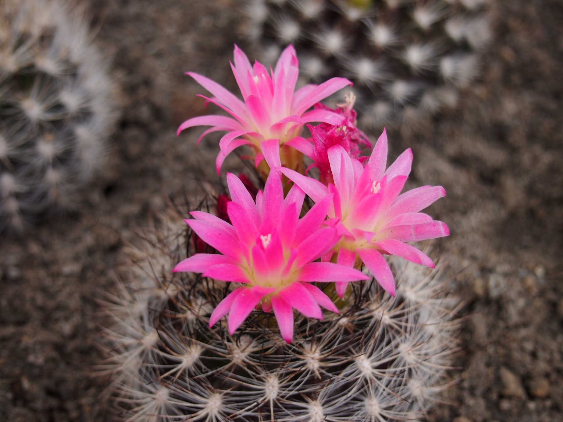 サボテンの花の咲く時期を解説 種類や大きさによって違う事とは 生活の緑