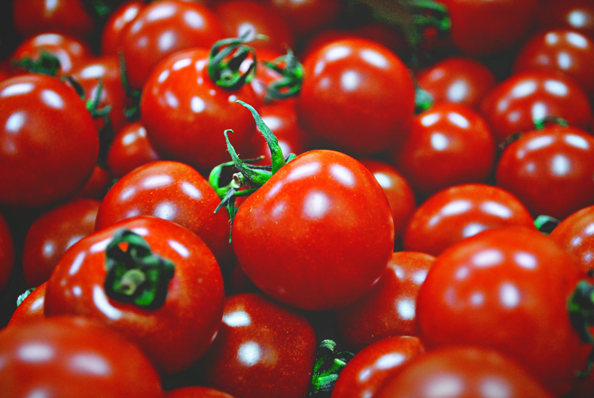 家庭菜園のトマトの水やり頻度を確認 環境に合わせた水やり頻度 生活の緑