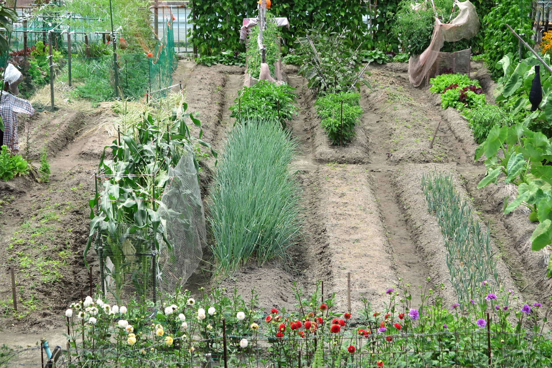 家庭菜園の土の深さは何センチあればいいのか紹介 耕し方も確認