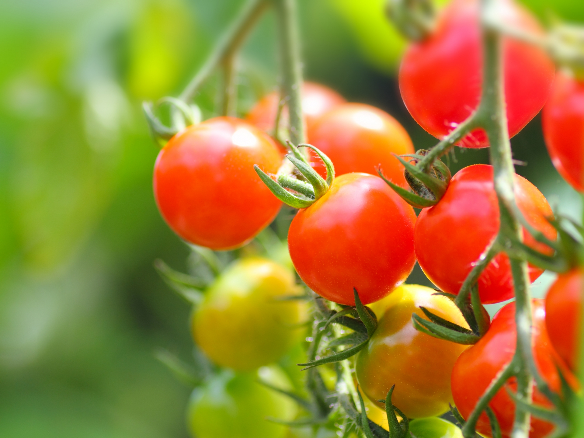 家庭菜園のトマトの支柱の立て方で簡単な方法と頑丈な立て方 生活の緑