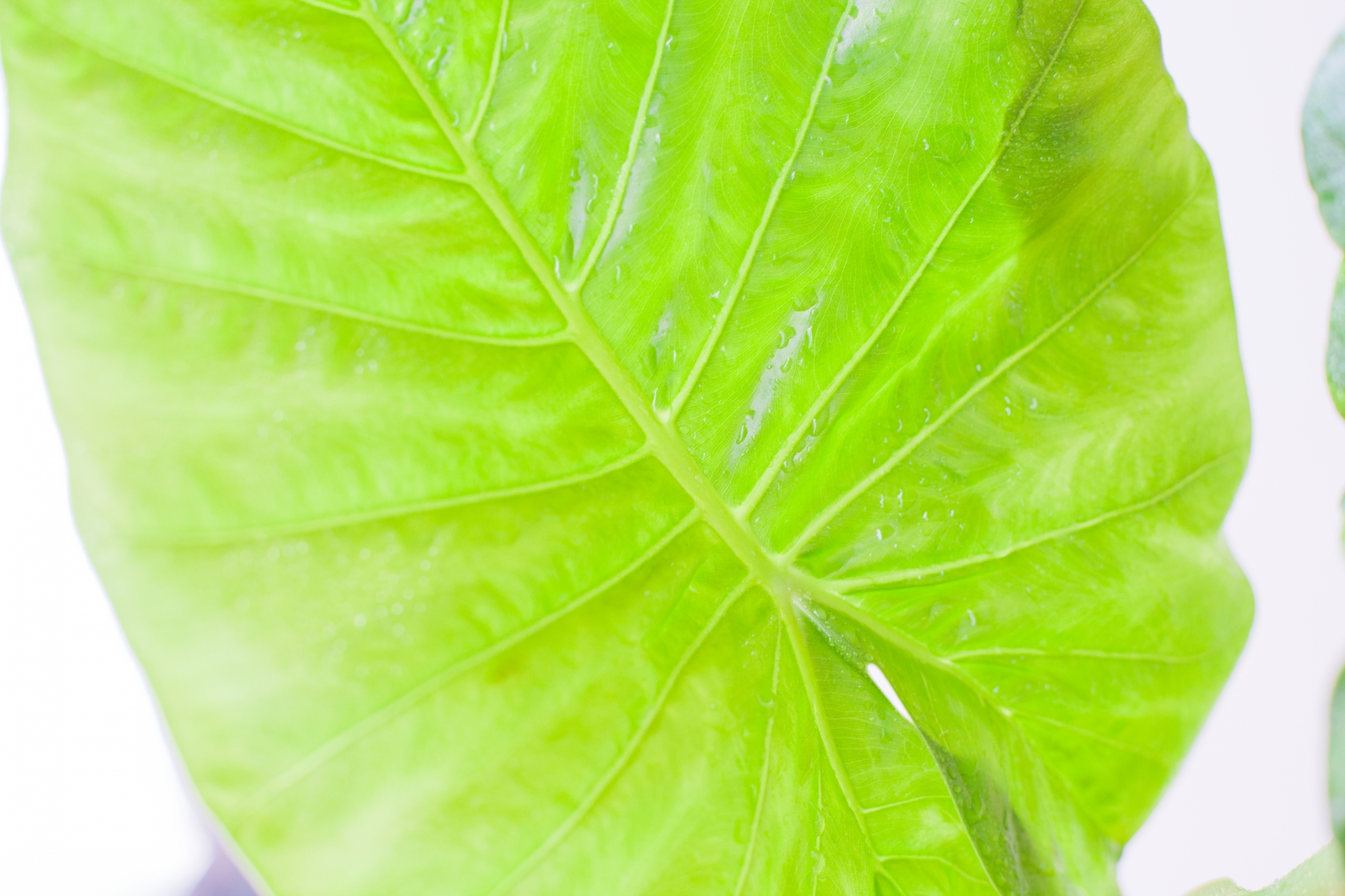 観葉植物ウンベラータに元気がない原因 虫や病気の対策を紹介 生活の緑